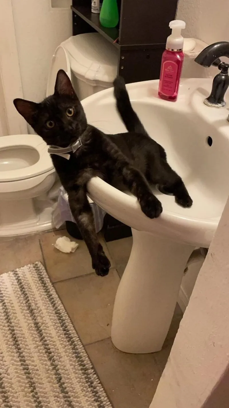 Cat lounging in a sink
